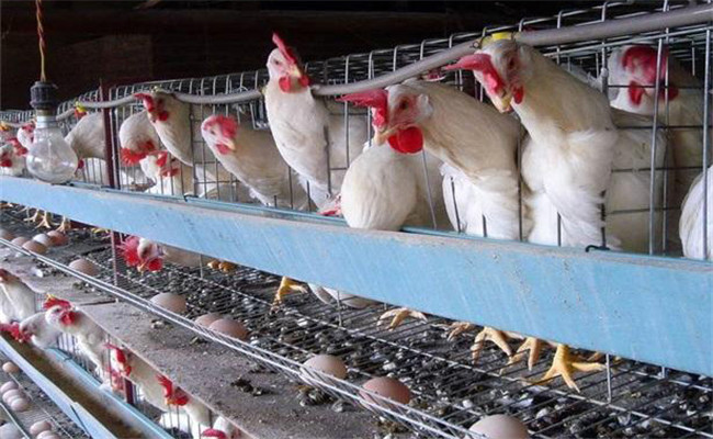蛋雞轉(zhuǎn)群時應注意什么