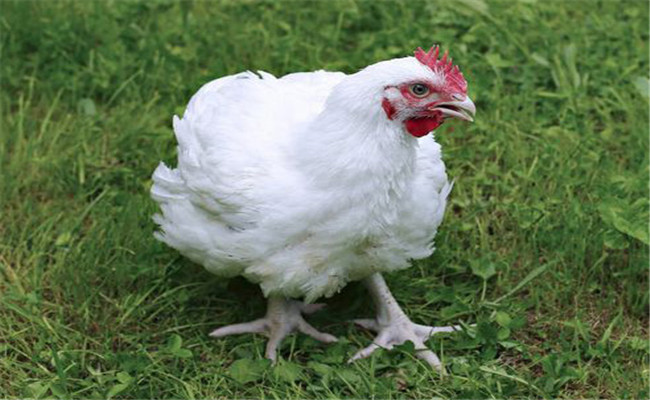 雞打呼嚕、咳血是什么病，如何治療