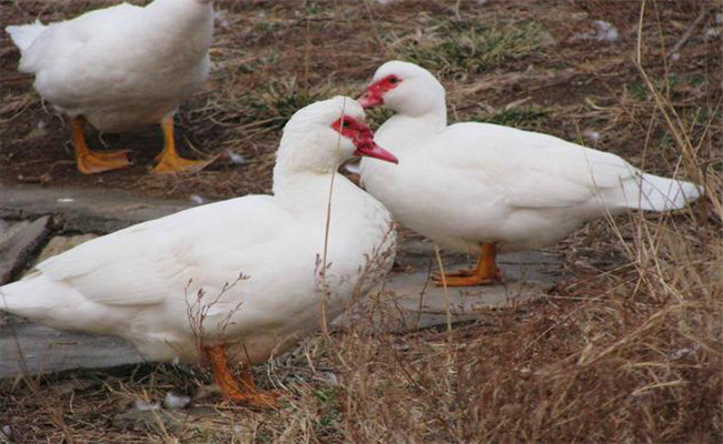 鴛鴦鴨的生活習(xí)性、形態(tài)特征與生產(chǎn)性能