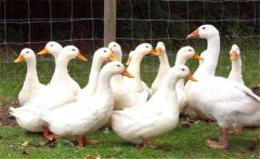 北京鴨的外貌特征與生產性能簡介