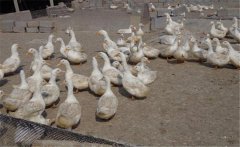 鴨養(yǎng)殖場如何加強(qiáng)科學(xué)飼養(yǎng)管理，提高經(jīng)濟(jì)效益