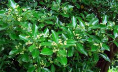 衛(wèi)矛的別名叫什么，衛(wèi)矛是常綠還是落葉植物？