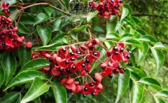 野鴉椿如何種植？野鴉椿的生態(tài)習性簡介