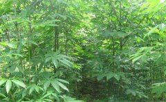 七葉樹是常綠還是落葉植物，七葉樹的生態(tài)習(xí)性