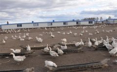 建設(shè)養(yǎng)鵝場地的基本條件，養(yǎng)鵝場主要建設(shè)指標(biāo)