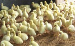 如何養(yǎng)殖鵝苗？怎樣提高雛鵝成活率