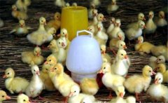 春季如何繁育雛鵝？雛鵝的飼養(yǎng)管理技術