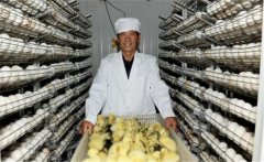 鵝孵化的過程中會(huì)出現(xiàn)哪些問題，如何解決？