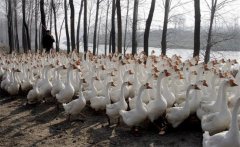 冬天養(yǎng)鵝怎樣過(guò)冬，冬季養(yǎng)鵝需要注意什么？