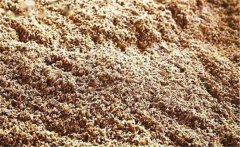 酒糟喂鵝有什么好處？酒糟喂鵝注意事項(xiàng)有哪些