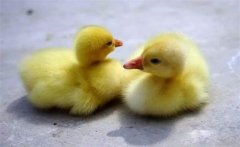 春季小鵝瘟發(fā)病規(guī)律，發(fā)生小鵝瘟后的處理方法