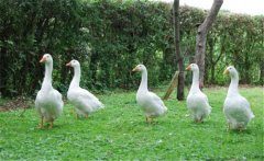 養(yǎng)鵝需要一定的環(huán)境和場地，這四大誤區(qū)可別犯