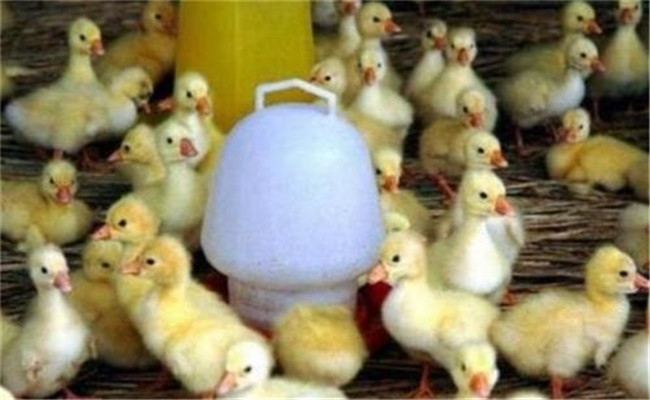 雛鵝的溫度管理方法，雛鵝如何分群及放牧