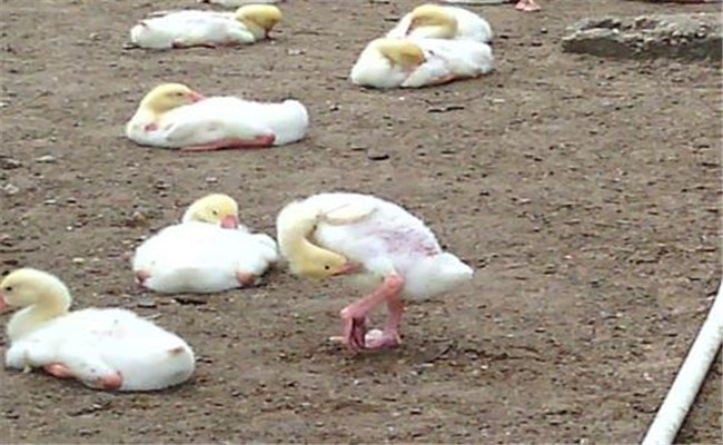 雛鵝葡萄球菌病的癥狀、診斷方法和防治措施