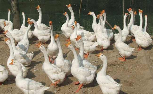 鵝寄生蟲(chóng)病的防治方法