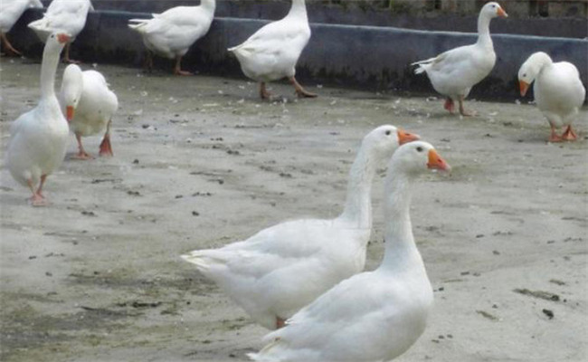 鵝痘病毒感染的臨床癥狀、診斷方法及如何治療