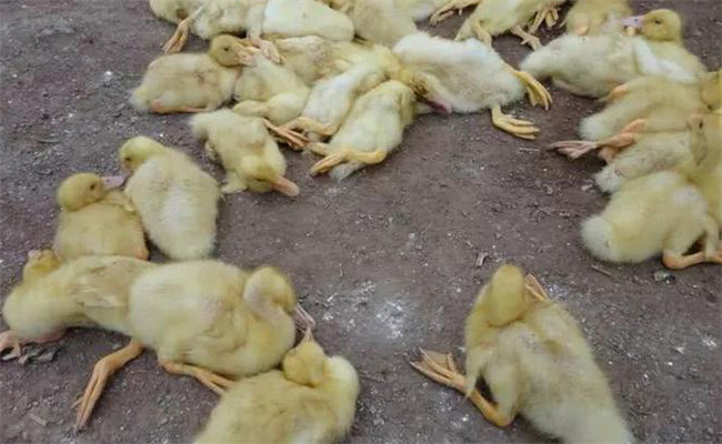 鵝白痢的癥狀、特點與預(yù)防治療方法