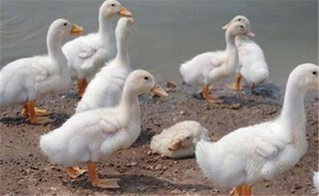 鵝副傷寒病有何癥狀，發(fā)生鵝副傷寒怎么辦