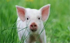 魚、豬如何綜合經(jīng)營(yíng)