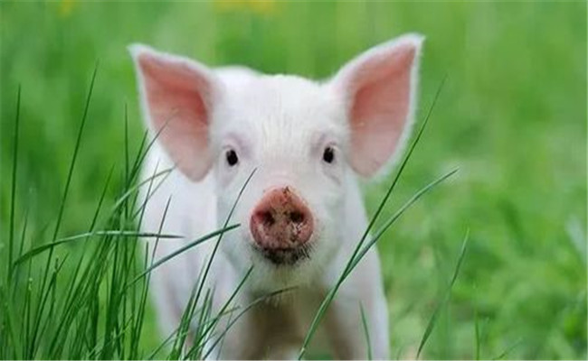 魚、豬如何綜合經(jīng)營(yíng)