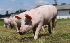 礦物質(zhì)過量對(duì)豬體的影響有哪些？