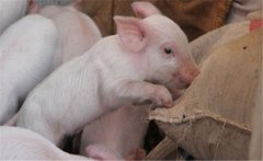 如何提高二元雜交豬的配種率、產(chǎn)仔率？