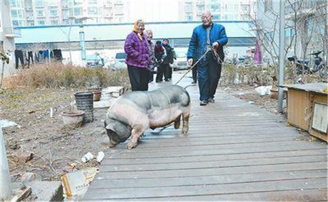 對種公豬調(diào)教前的準備