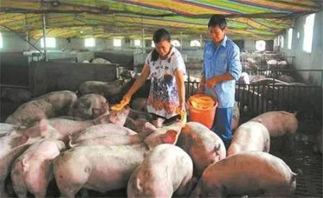 你養(yǎng)豬賺錢嗎，養(yǎng)豬不賺錢原因