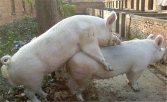 如何科學使用種公豬？公豬配種應注意的事項
