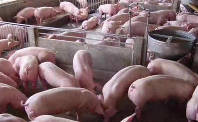 夏季豬群如何減少應(yīng)激，預(yù)防疾病的發(fā)生