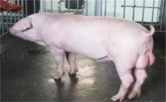 怎樣預(yù)防公豬不爬跨，配種時(shí)不爬跨母豬怎么辦