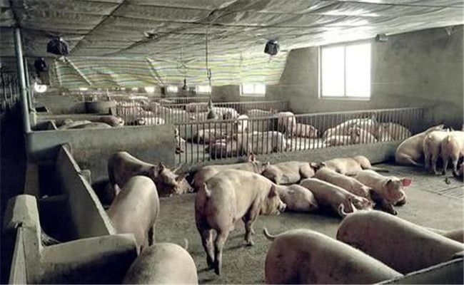 養(yǎng)豬場蒼蠅多怎么辦，怎么消滅和控制蒼蠅