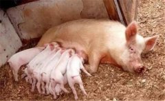 母豬的飼喂要點(diǎn)，分娩豬舍衛(wèi)生管理的三個(gè)方面