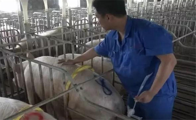 規(guī)?；i場(chǎng)人工授精操作程序