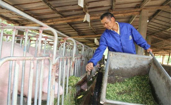 母豬的牧草供給