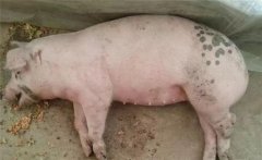 怎樣防治豬李氏桿菌病，本病有哪些癥狀表現(xiàn)？