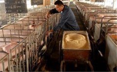 生料喂豬飼料如何選擇、飼喂方式有哪些講究？
