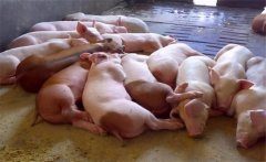 飼料生喂有什么優(yōu)點(diǎn)？生飼料喂豬注意事項(xiàng)