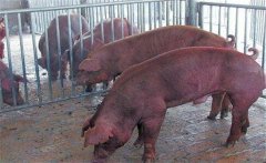 怎樣采集種公豬精液？公豬精液的采集方法步驟