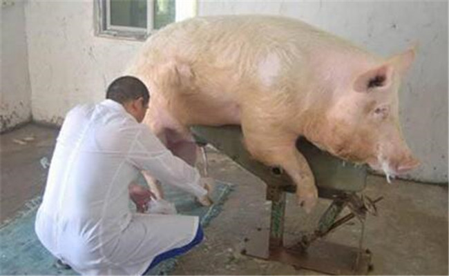 公豬精液的采集方法、步驟