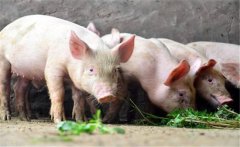 什么是限量飼喂？豬飼養(yǎng)管理的限量飼喂方法