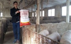 養(yǎng)豬要選擇配合飼料，如何提高豬飼料的利用率