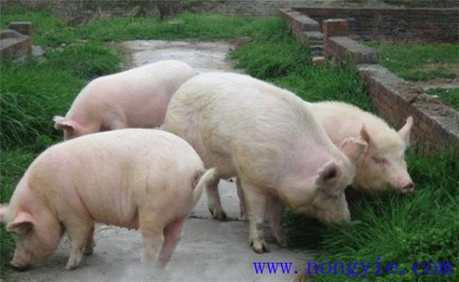 湖北白豬簡(jiǎn)介