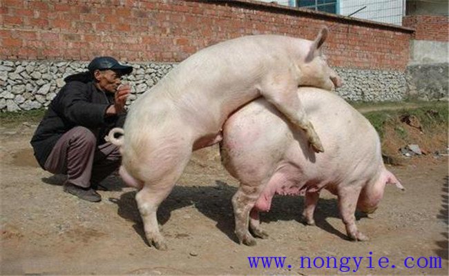 加強飼養(yǎng)管理，保證配種質(zhì)量