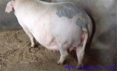 妊娠母豬夏季為什么流產(chǎn)多，妊娠母豬如何度夏