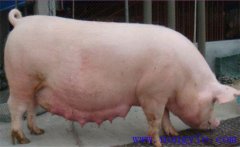 母豬產(chǎn)前如何喂養(yǎng)？臨產(chǎn)母豬飼養(yǎng)管理技術要點