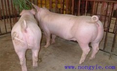 母豬產(chǎn)科疾病的癥狀表現(xiàn)、發(fā)病原因及治療方法