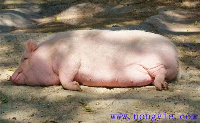 母豬產程過長的原因是什么