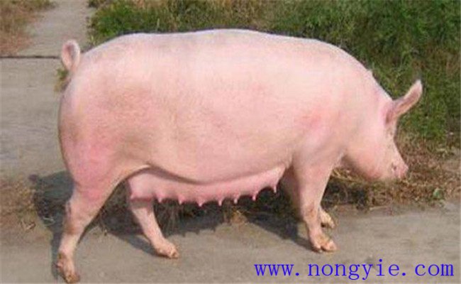 調整飼料，加強飼養(yǎng)管理