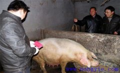 加強(qiáng)選種適配，提高二元雜交母豬產(chǎn)仔數(shù)的方法